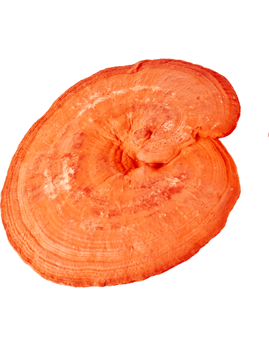 REISHI 90 kaps. MycoMedica