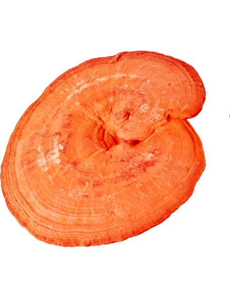 REISHI 90 kaps. MycoMedica