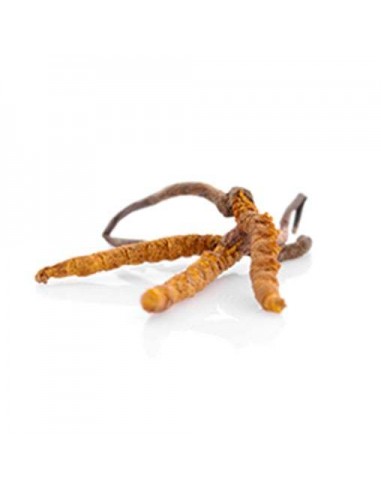 Cordyceps PS4 90 kaps. MycoMedica