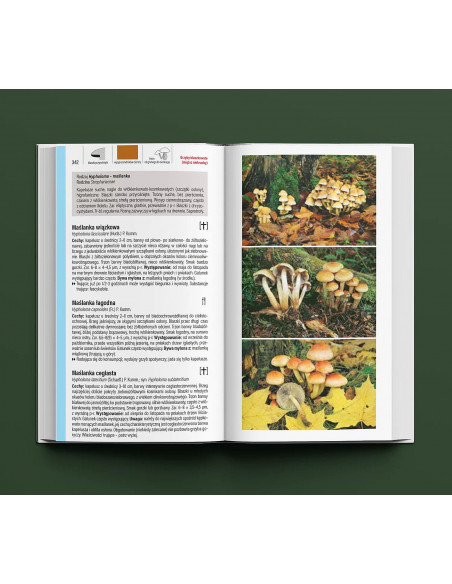 Grzyby - Wielki przewodnik Molpharma